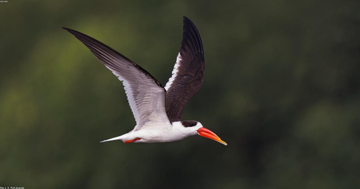 Como o voluntariado ambiental pode transformar vidas