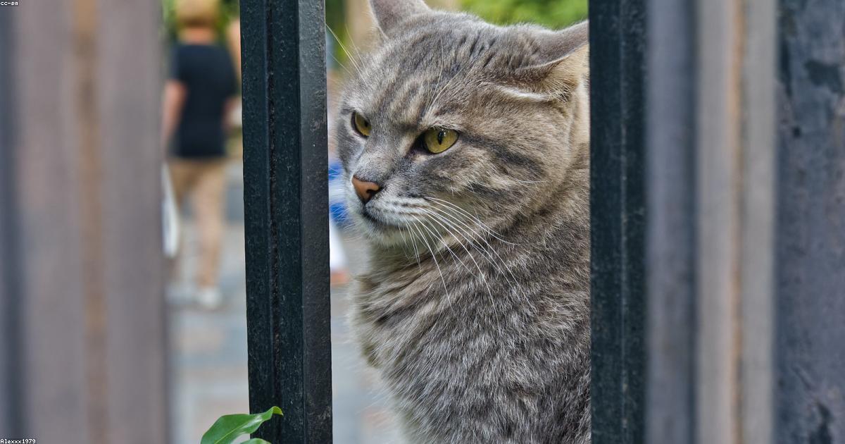 A influência da gastronomia no meio ambiente