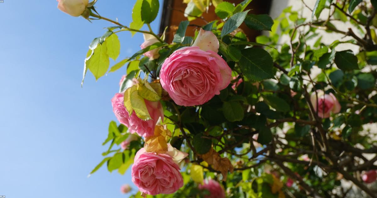 Histórias de sucesso em projetos de reflorestamento