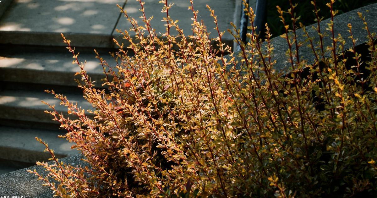 Cultivando um futuro sustentável com hortas urbanas